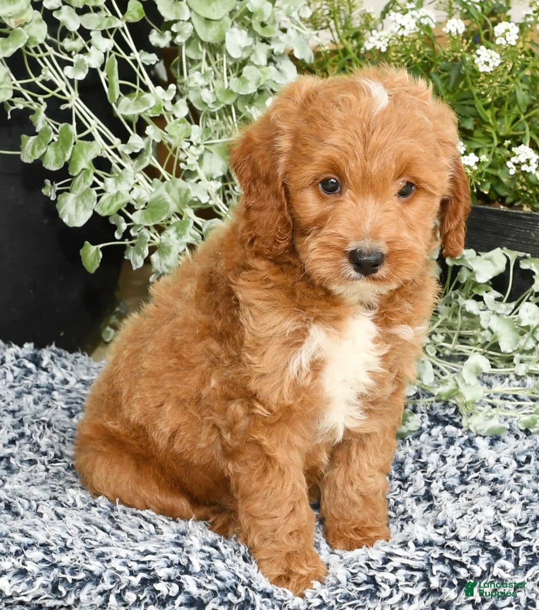 Mini Goldendoodle dogs for sale: Qbert - Image 3