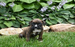Boxer dogs for sale: Daisy - Image 4