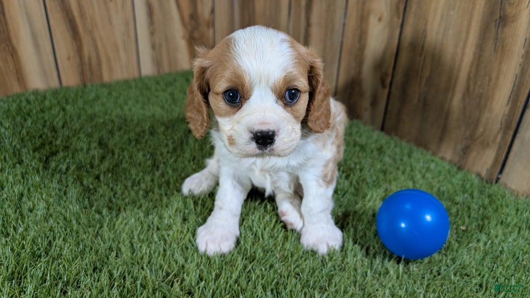 Cavalier King Charles Spaniel dogs for sale: Lucy Boy 1 - Image 6