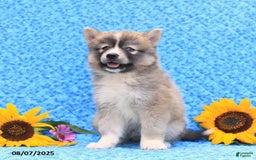 Pomsky dogs for sale: Nutmeg - Image 5