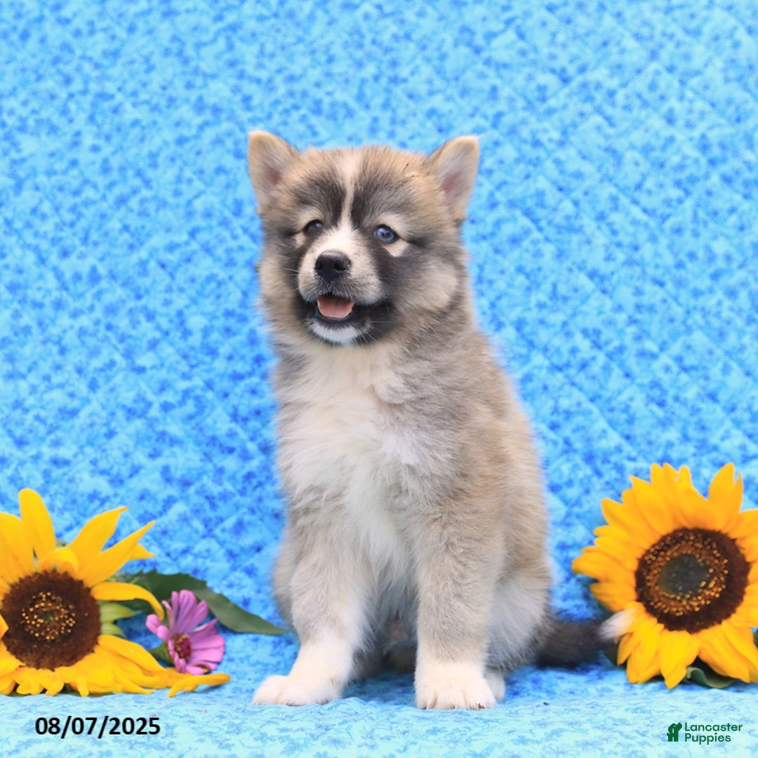 Pomsky dogs for sale: Nutmeg - Image 5