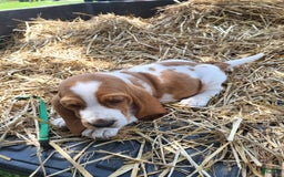 Basset Hound dogs for sale: Buster - Image 2