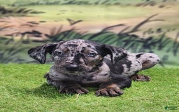 Catahoula Leopard Dog dogs for sale: Houdini 2025 Male 2 - Image 7
