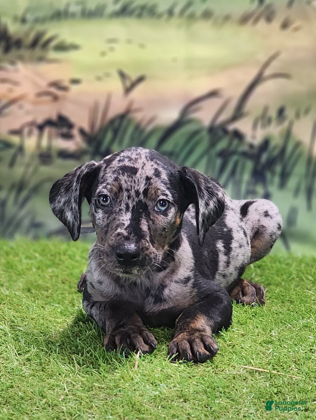 Catahoula Leopard Dog dogs for sale: Houdini 2025 Male 2 - Image 7