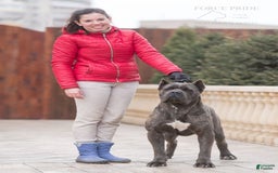 Cane Corso dogs for sale: Mostro - Image 4