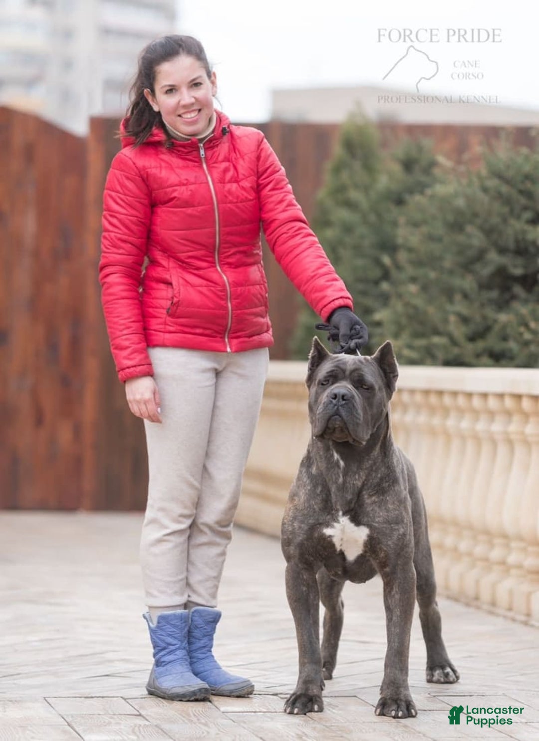 Cane Corso dogs for sale: Mostro - Image 4