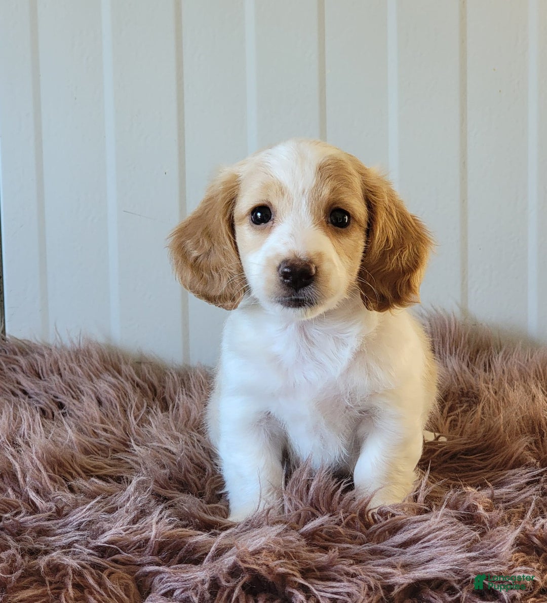 Miniature Dachshund dogs for sale: Rollie - Image 3
