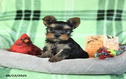 Yorkshire Terrier dogs for sale: Lucky - Image 1