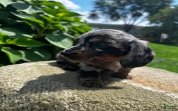 Dachshund dogs for sale: Juno - Image 10