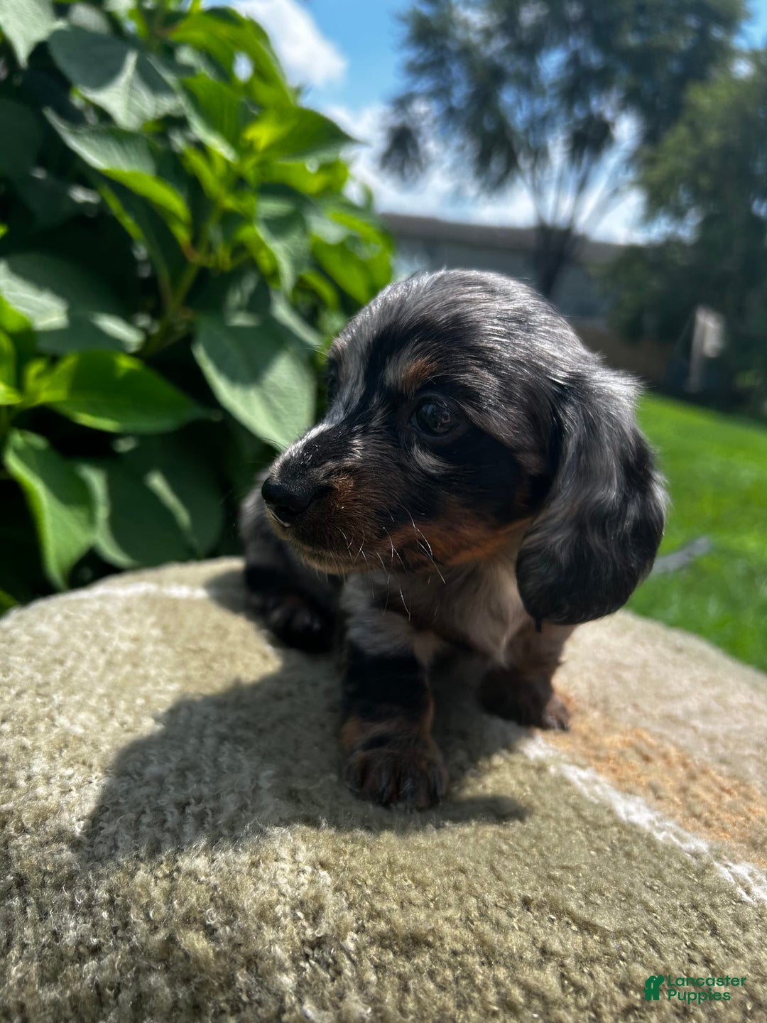 Dachshund dogs for sale: Juno - Image 10