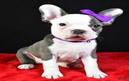 Frenchton dogs for sale: Faye - Image 9