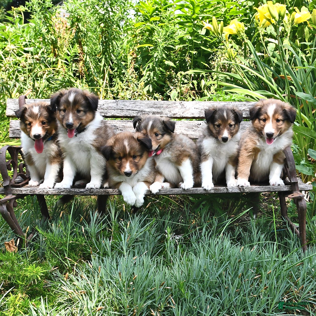 Shetland Sheepdog dogs for sale: Charlotte - Image 5