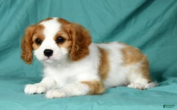 Cavalier King Charles Spaniel dogs for sale: Izzy - Image 9