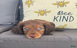 Miniature Dachshund dogs for sale: Rusty - Image 2