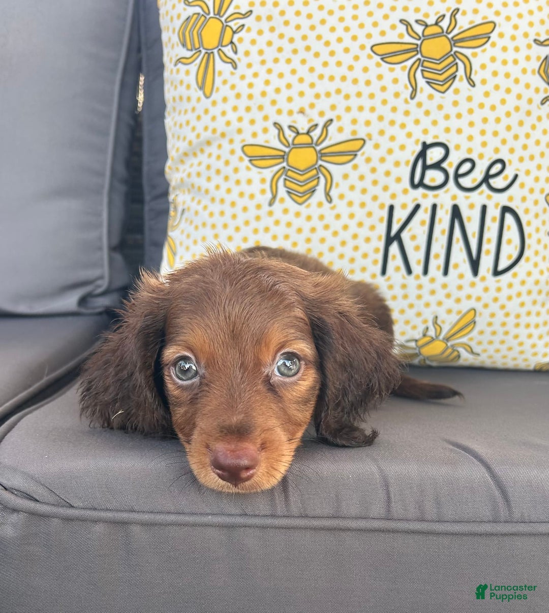 Miniature Dachshund dogs for sale: Rusty - Image 2
