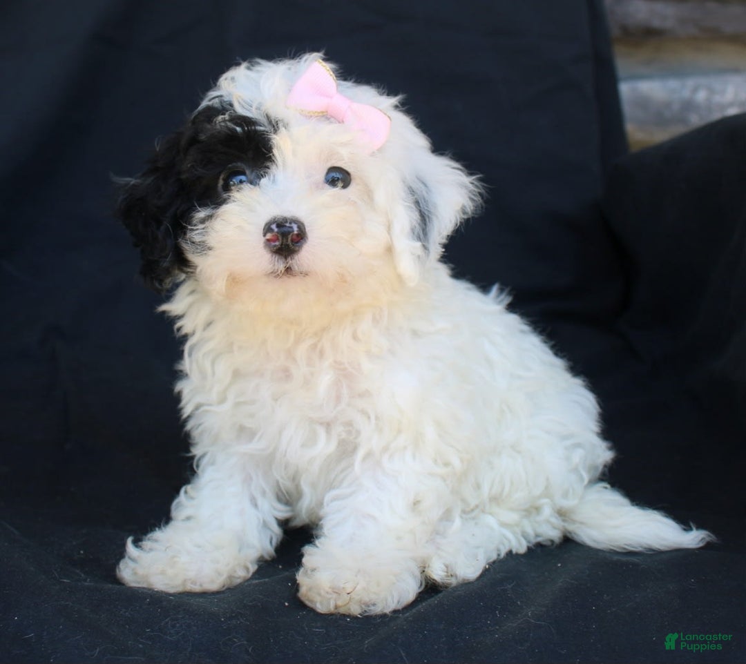 Bichpoo dogs for sale: Bichpoo 5 puppies - Image 21