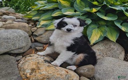 Miniature Australian Shepherd dogs for sale: Axel Toy - Image 32