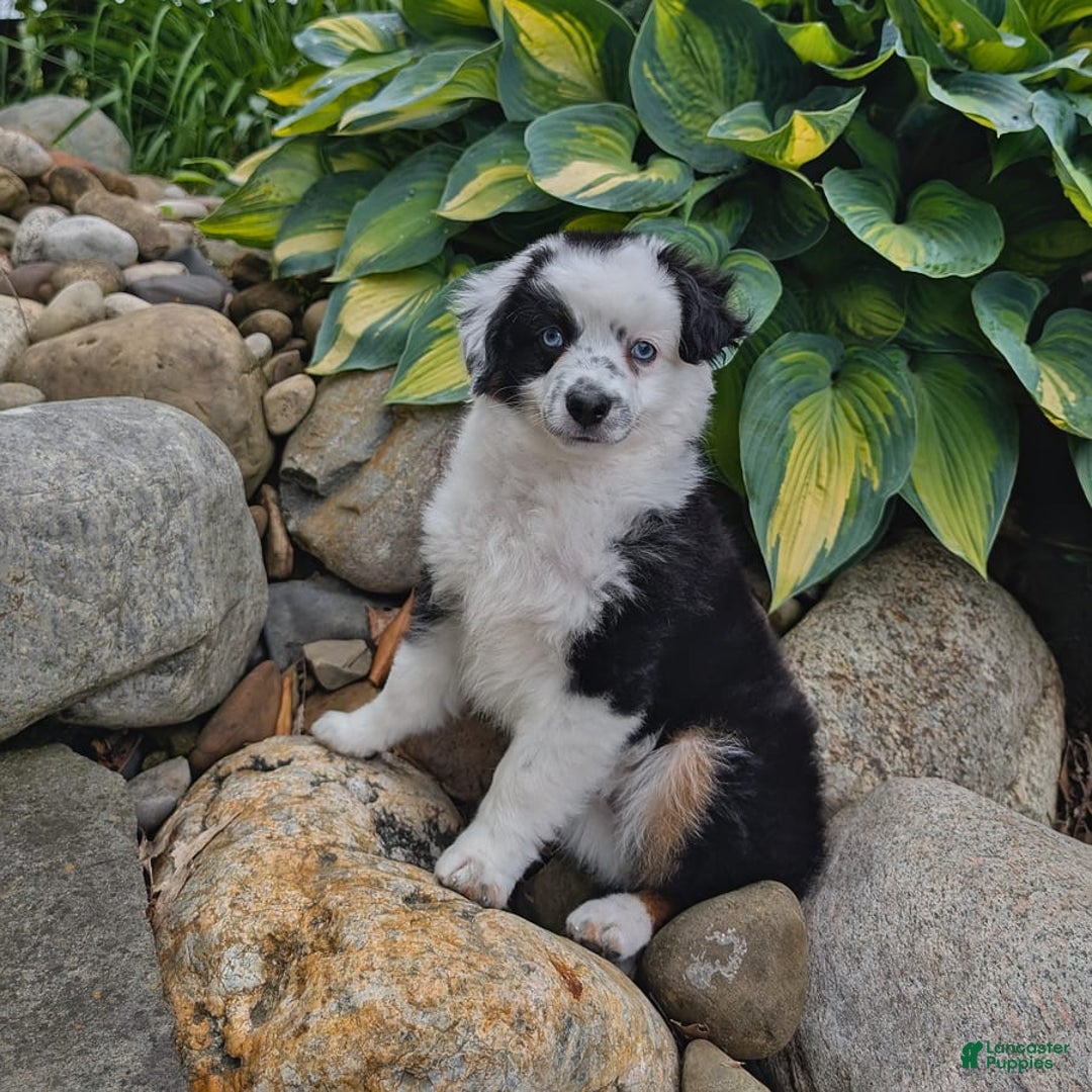 Miniature Australian Shepherd dogs for sale: Axel Toy - Image 32
