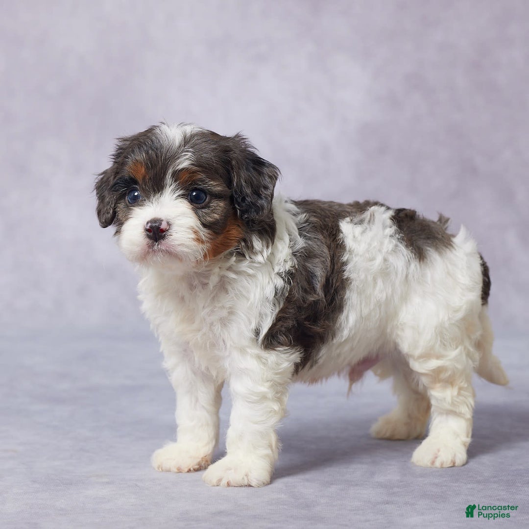 Cavapoo dogs for sale: Drake - Image 6