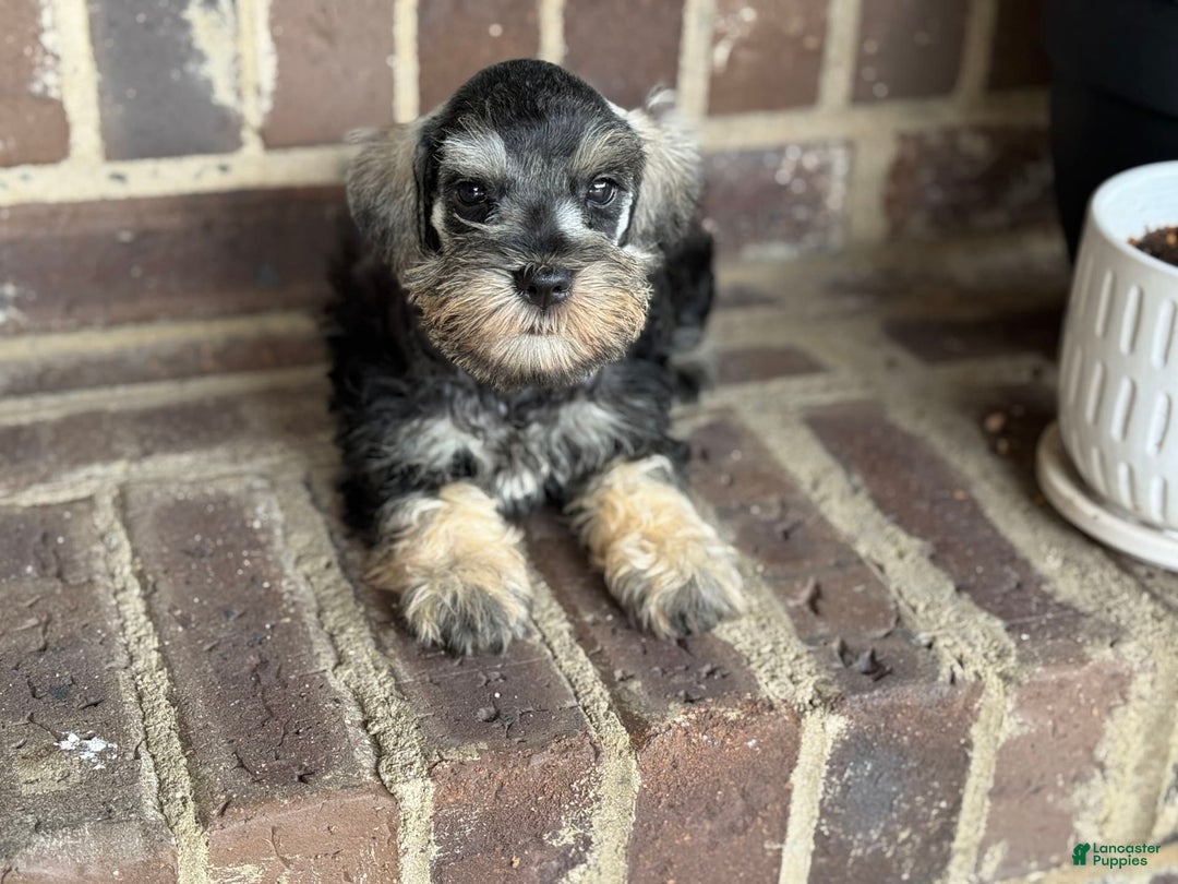Miniature Schnauzer dogs for sale: Gypsy Male 1 - Image 7