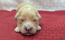 Cockapoo dogs for sale: Gobber - Image 4