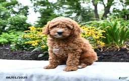 Cockapoo dogs for sale: Fred - Image 2