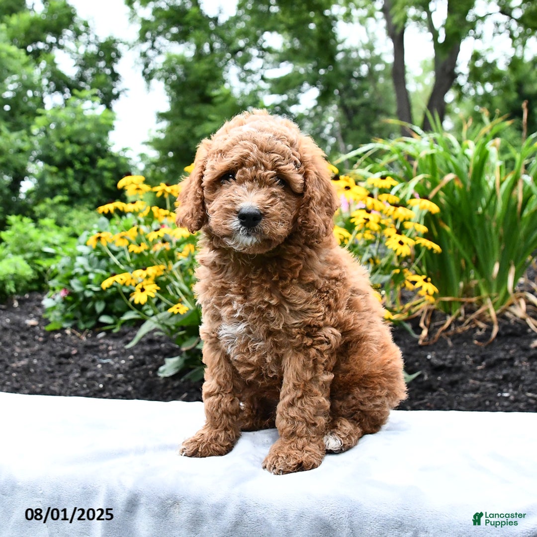 Cockapoo dogs for sale: Fred - Image 2
