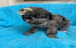 Miniature Poodle dogs for sale: Finn - Image 5