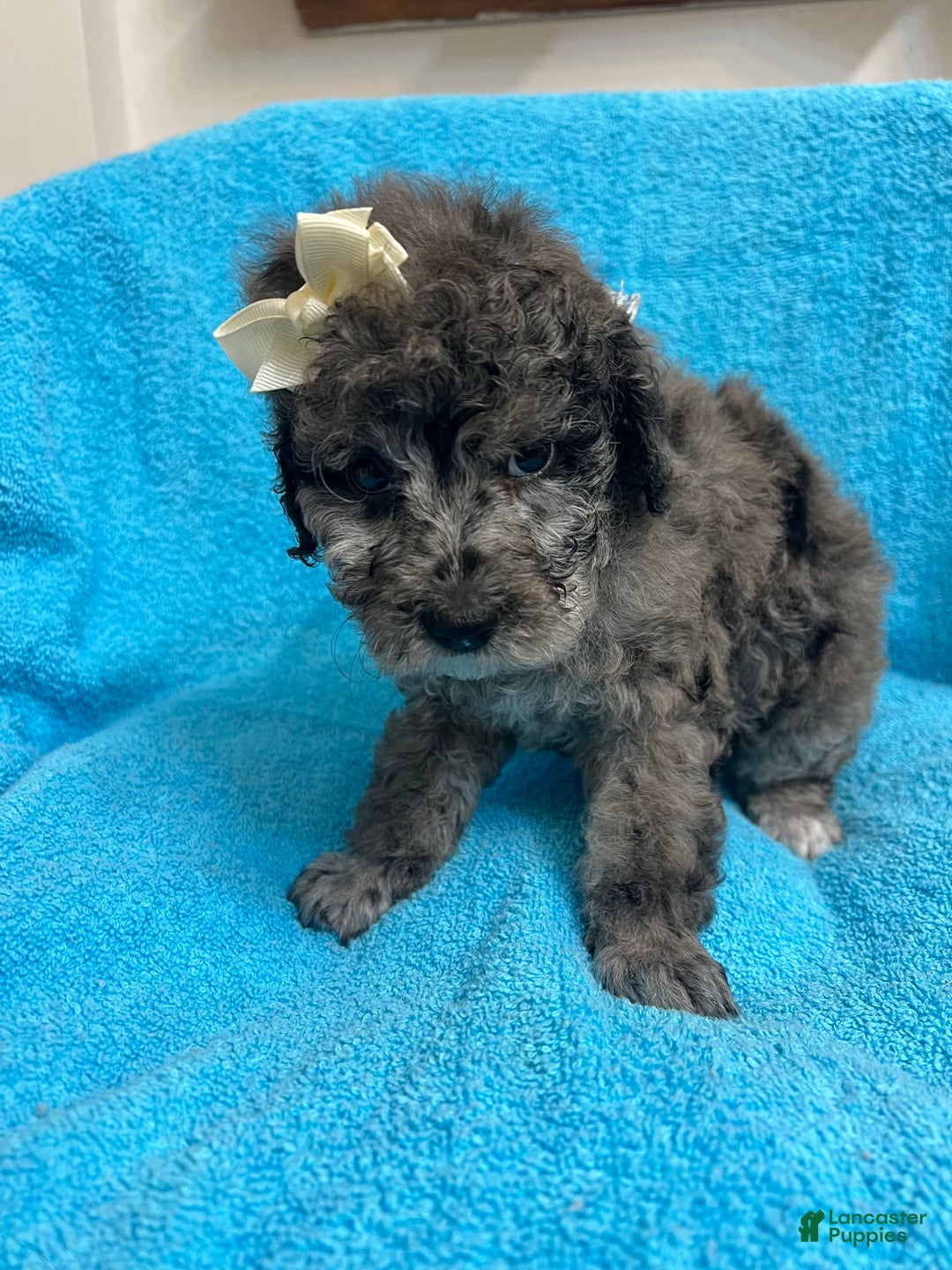 Miniature Poodle dogs for sale: Finn - Image 5