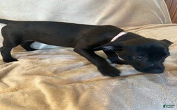 German Shepherd dogs for sale: Lilith - Image 3