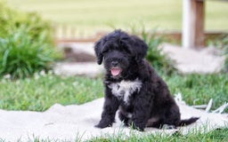Portuguese Water Dog dogs for sale: Boots - Image 6