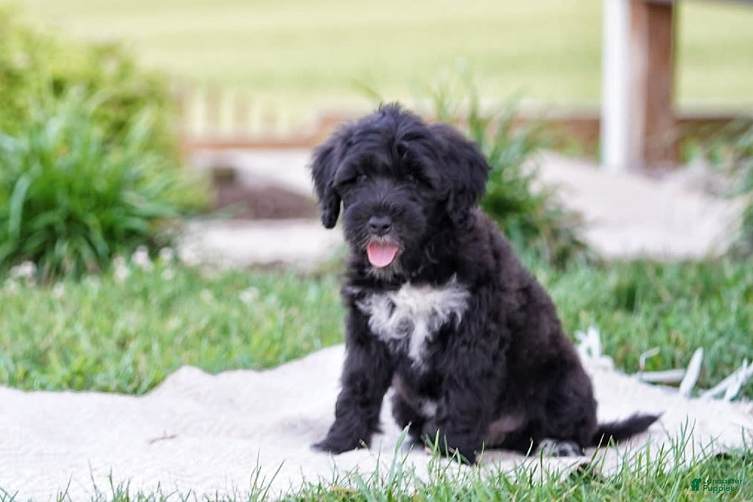 Portuguese Water Dog dogs for sale: Boots - Image 6