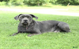 Cane Corso dogs for sale: Belle - Image 6