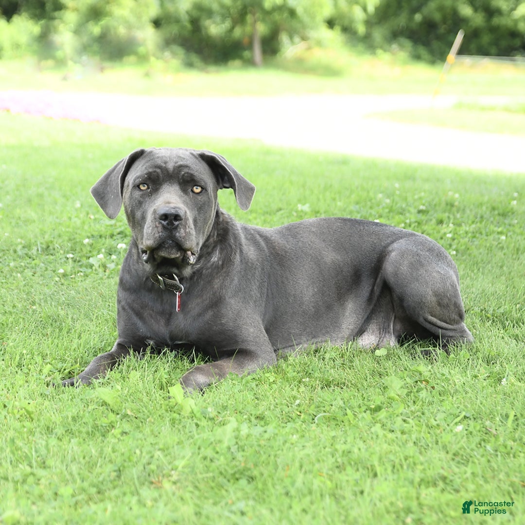 Cane Corso dogs for sale: Belle - Image 6