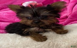 Yorkshire Terrier dogs for sale: Dana - Image 1
