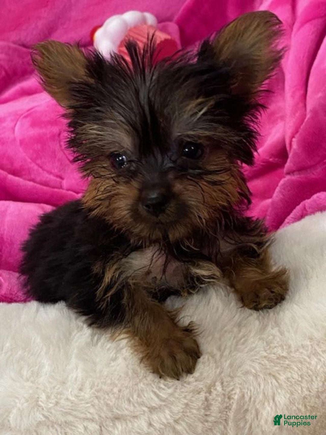Yorkshire Terrier dogs for sale: Dana - Image 1