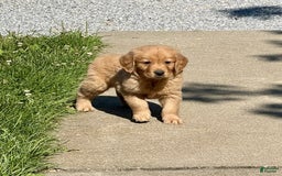 Golden Retriever dogs for sale: Freddie - Image 1