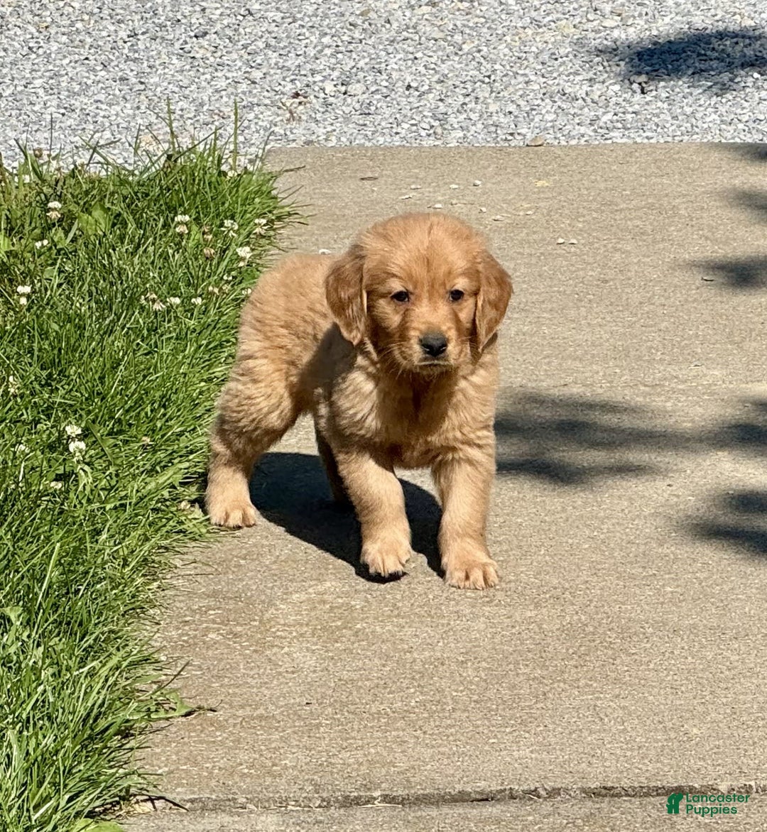 Golden Retriever dogs for sale: Freddie - Image 1