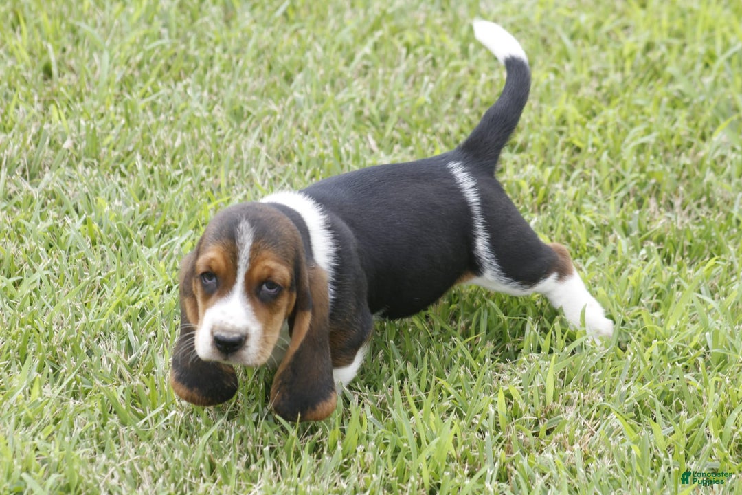 Basset Hound dogs for sale: Ned - Listing for pets: Ann, DEB, Flo, IDA, Jed, Ned, Ted - Image 5