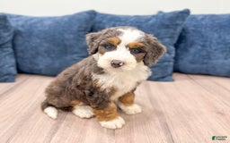 Mini Bernedoodle dogs for sale: Luna - Image 3