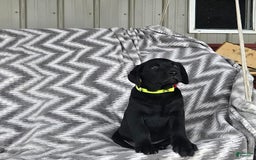 Labrador Retriever dogs for sale: Cole - Image 5