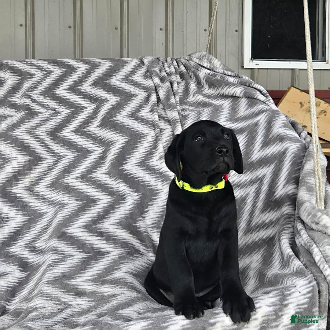 Labrador Retriever dogs for sale: Cole - Image 5