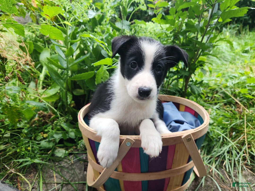 Border Collie dogs for sale: Little Lenny - Image 4