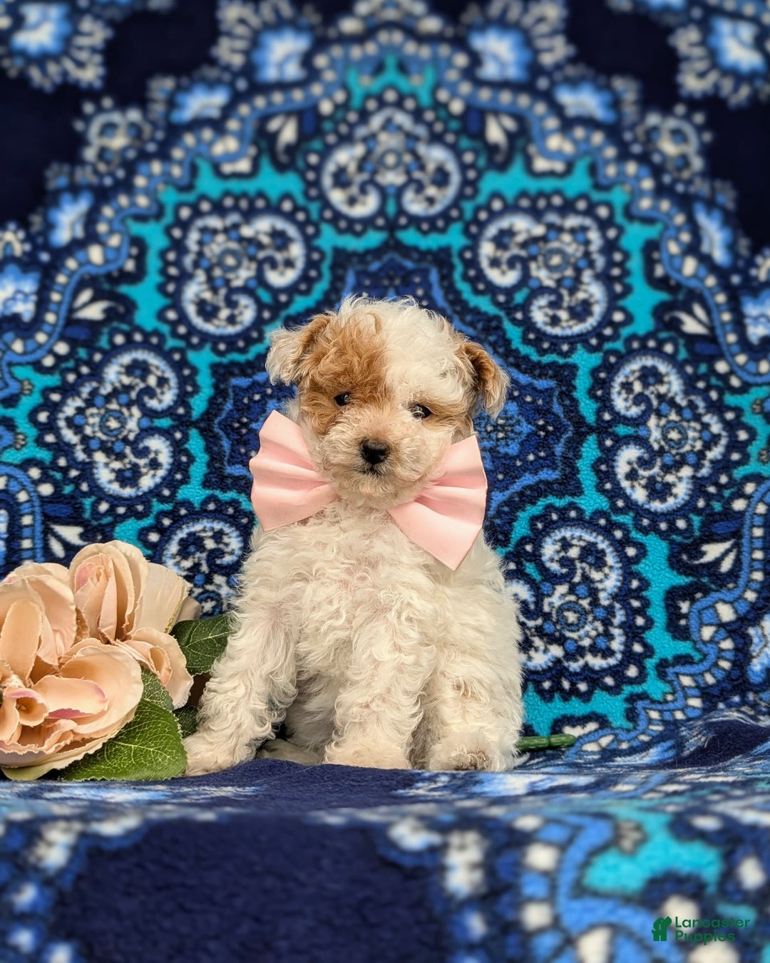 Toy Poodle dogs for sale: Francesca Teacup 4 Lbs Full Grown - Image 3