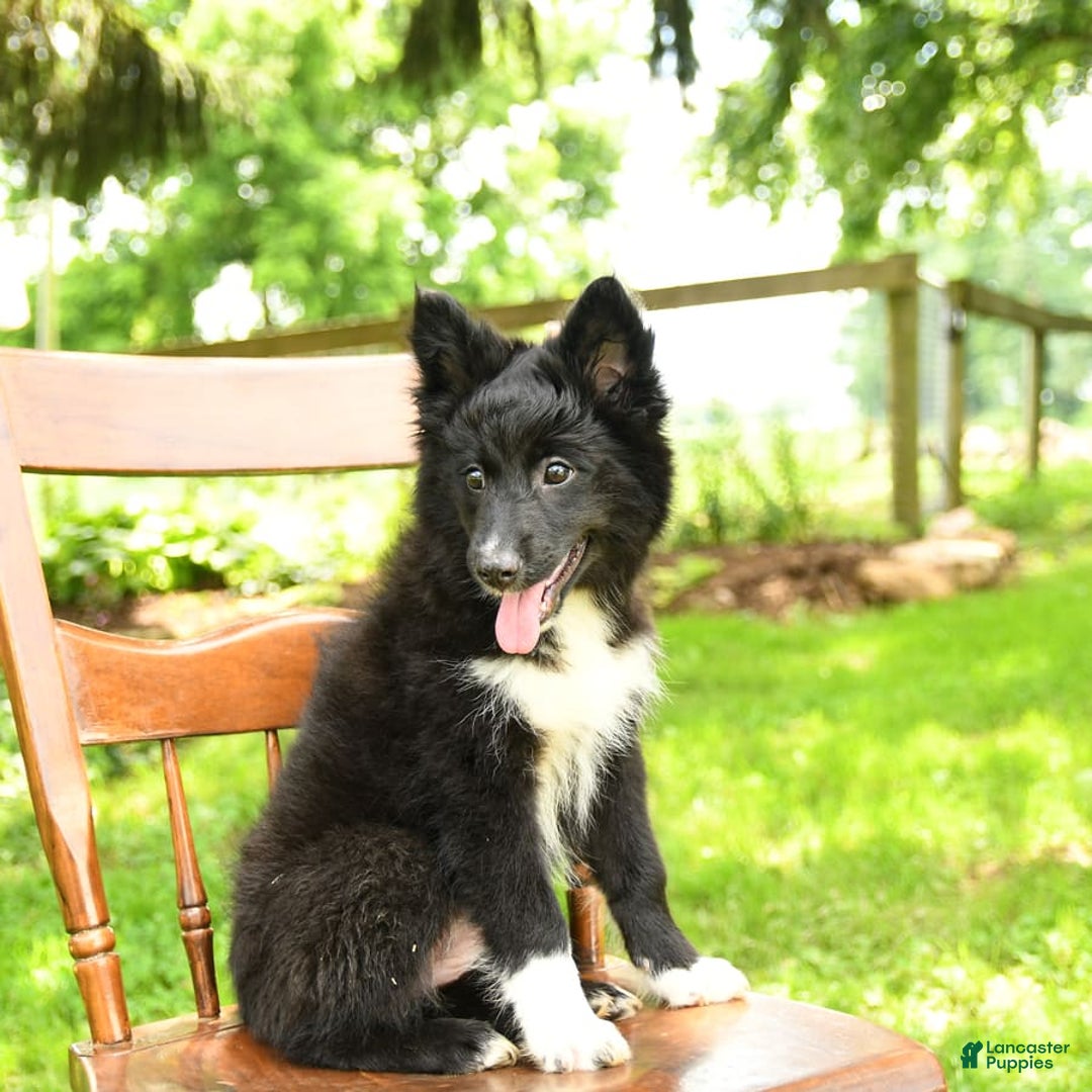 Border Collie dogs for sale: Paris - Image 11