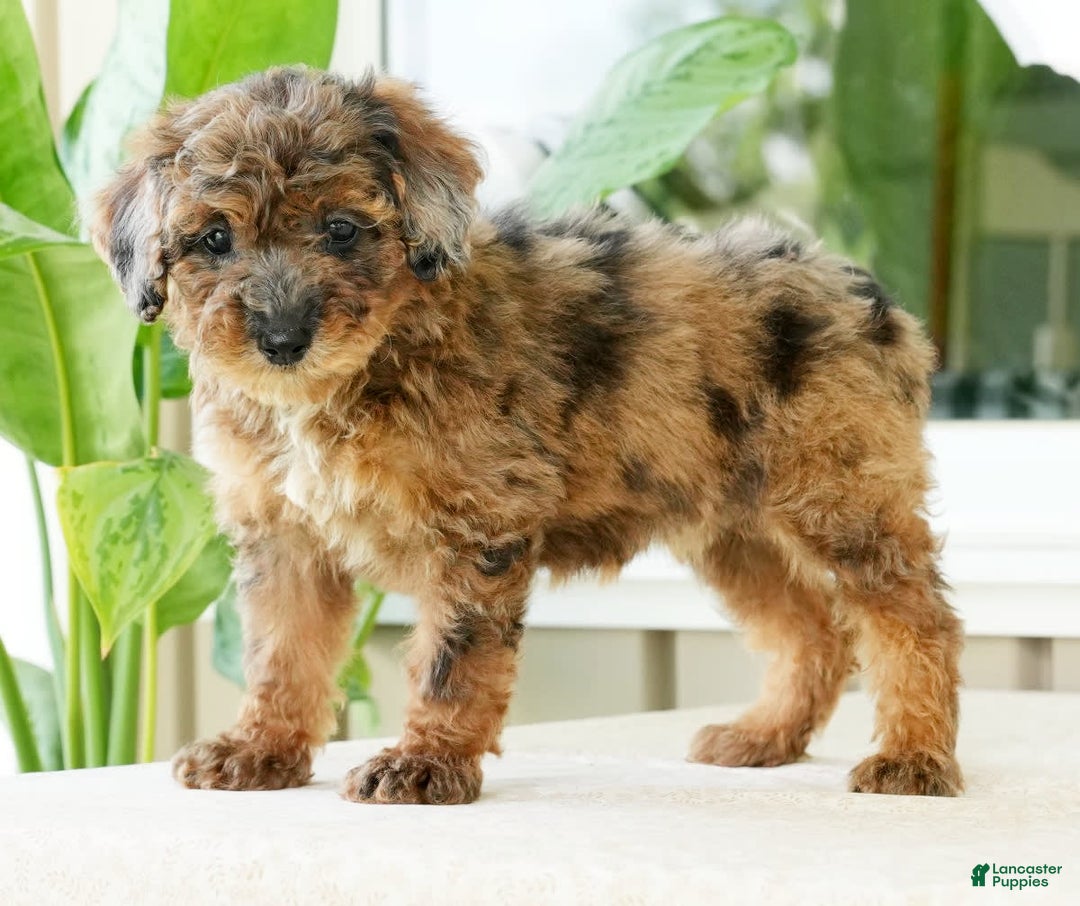 Miniature Poodle dogs for sale: Kylie - Image 7