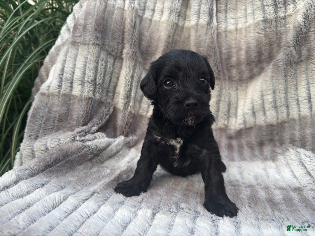 Schnoodle dogs for sale: Remley - Image 1