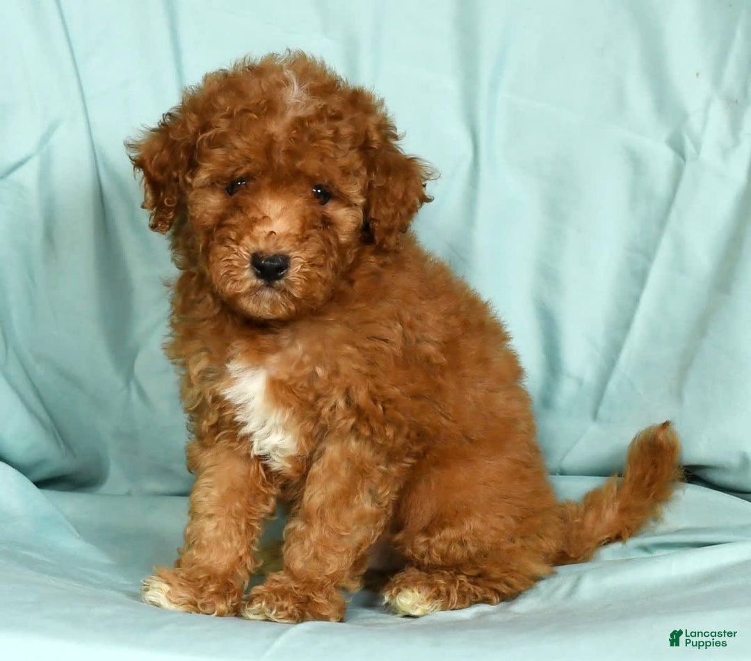 Mini Goldendoodle dogs for sale: Dawson - Image 9