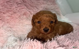 Miniature Poodle dogs for sale: Puppy One - Image 1