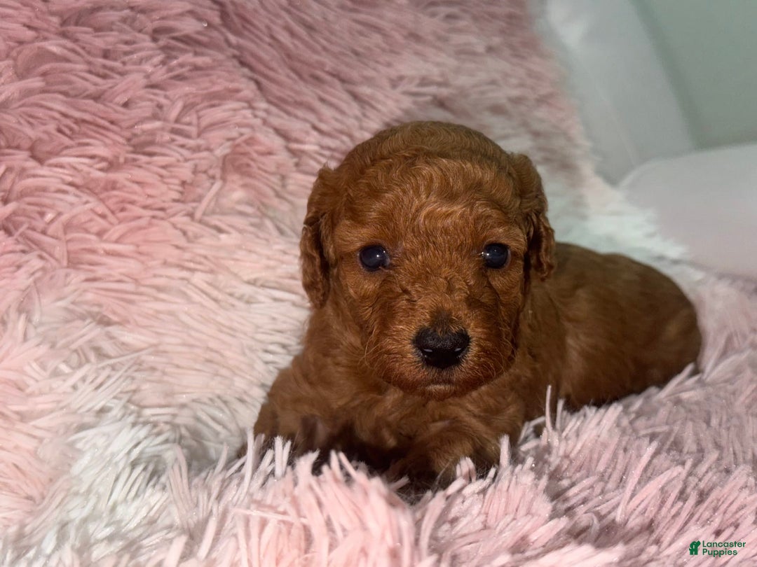 Miniature Poodle dogs for sale: Puppy One - Image 1